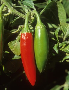 Two Chile Pods
